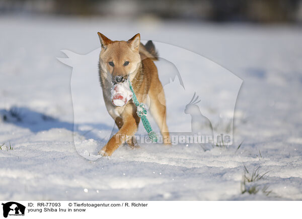 junger Shiba Inu im Schnee / young Shiba Inu in snow / RR-77093