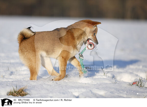 junger Shiba Inu im Schnee / young Shiba Inu in snow / RR-77099