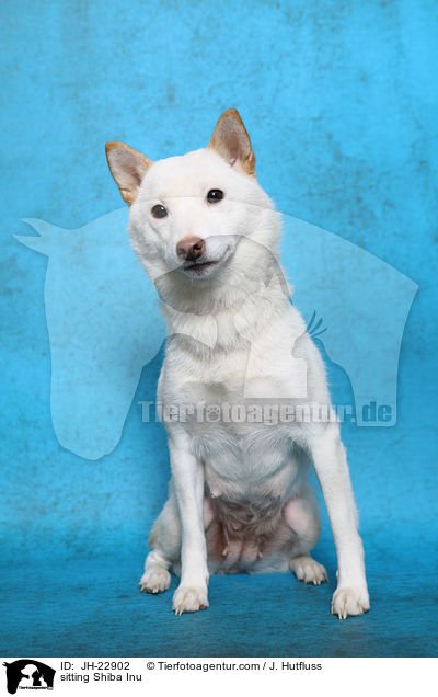 sitzender Shiba Inu / sitting Shiba Inu / JH-22902