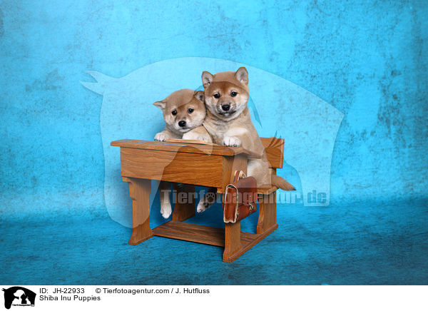 Shiba Inu Puppies / JH-22933
