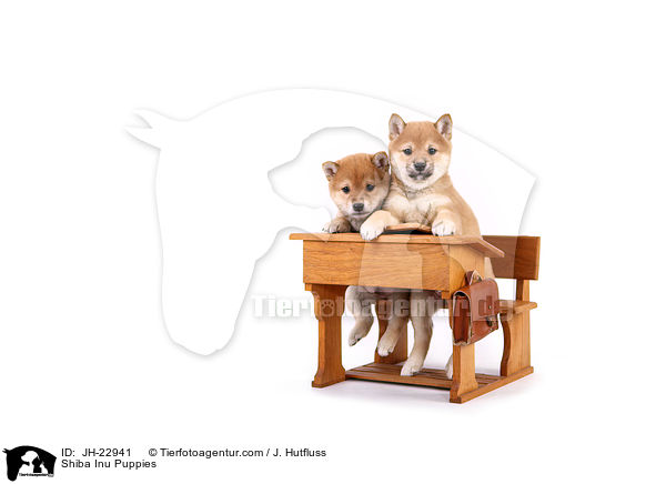 Shiba Inu Puppies / JH-22941