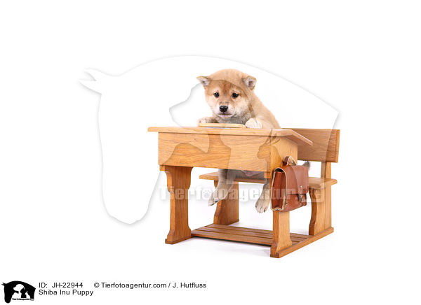 Shiba Inu Welpe / Shiba Inu Puppy / JH-22944