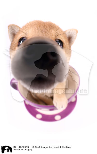 Shiba Inu Welpe / Shiba Inu Puppy / JH-22959