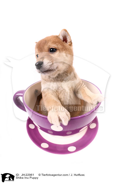 Shiba Inu Welpe / Shiba Inu Puppy / JH-22961