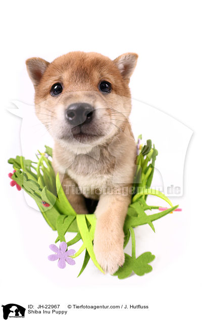 Shiba Inu Welpe / Shiba Inu Puppy / JH-22967