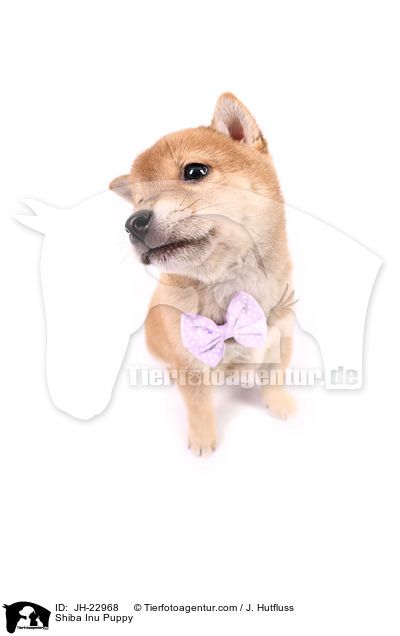 Shiba Inu Welpe / Shiba Inu Puppy / JH-22968
