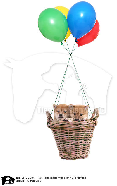 Shiba Inu Welpen / Shiba Inu Puppies / JH-22981