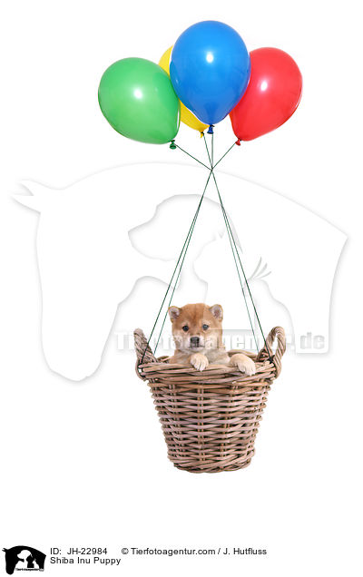 Shiba Inu Welpe / Shiba Inu Puppy / JH-22984