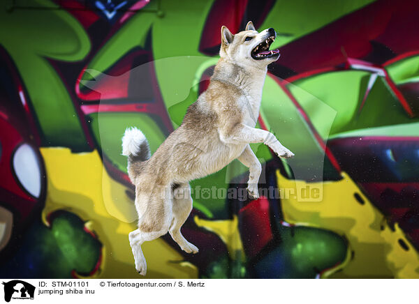 springender Shiba Inu / jumping shiba inu / STM-01101
