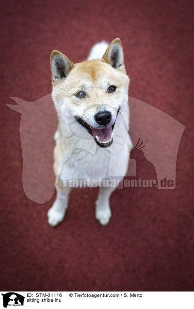 sitzender Shiba Inu / sitting shiba inu / STM-01116