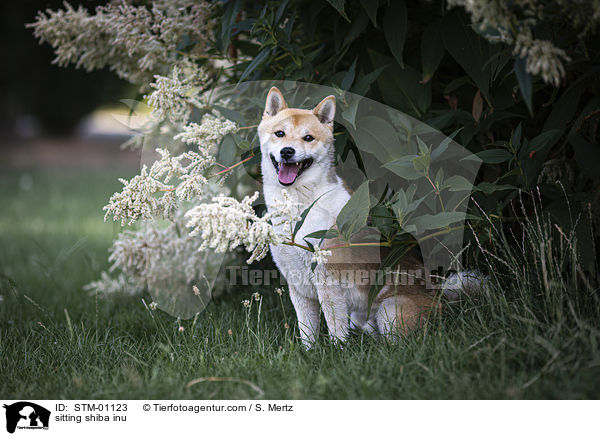 sitzender Shiba Inu / sitting shiba inu / STM-01123