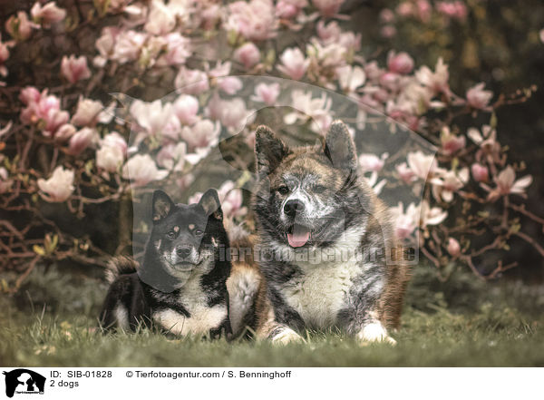 2 Hunde / 2 dogs / SIB-01828