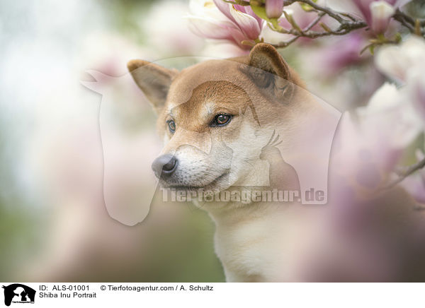 Shiba Inu Portrait / ALS-01001