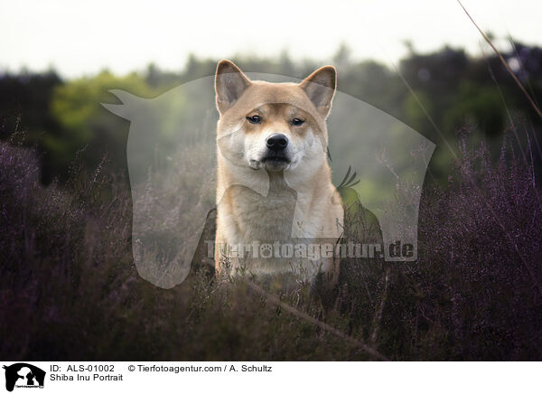 Shiba Inu Portrait / Shiba Inu Portrait / ALS-01002