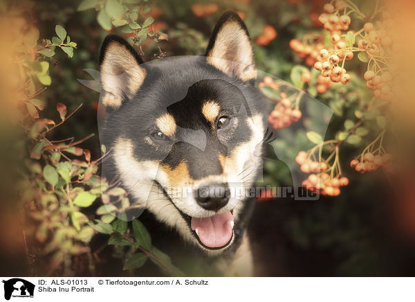 Shiba Inu Portrait / Shiba Inu Portrait / ALS-01013