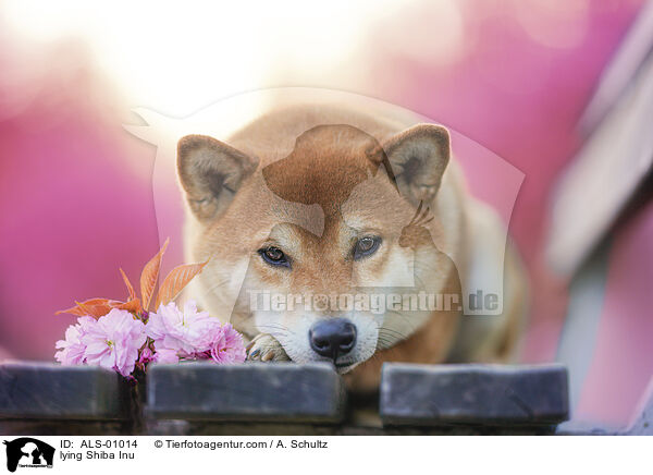 liegender Shiba Inu / lying Shiba Inu / ALS-01014