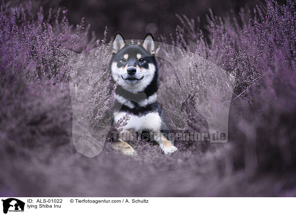 liegender Shiba Inu / lying Shiba Inu / ALS-01022