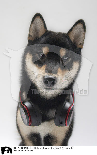 Shiba Inu Portrait / Shiba Inu Portrait / ALS-01034