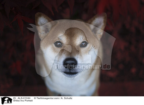 Shiba Inu Portrait / Shiba Inu Portrait / ALS-01044