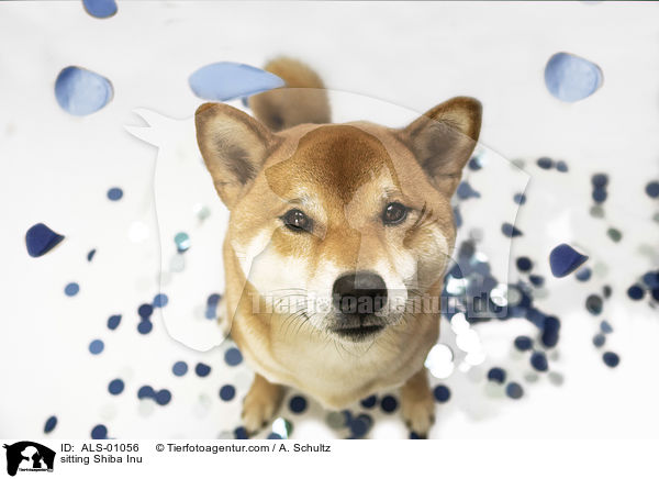 sitzender Shiba Inu / sitting Shiba Inu / ALS-01056