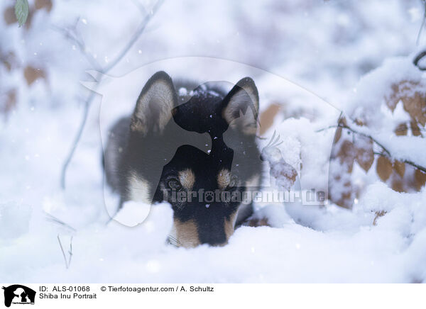 Shiba Inu Portrait / Shiba Inu Portrait / ALS-01068