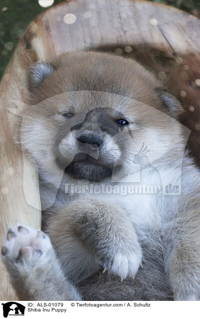 Shiba Inu Welpe / Shiba Inu Puppy / ALS-01079