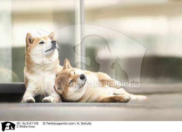 2 Shiba Inus / 2 Shiba Inus / ALS-01108