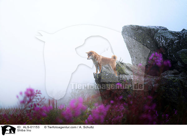 Shiba Inu / Shiba Inu / ALS-01153