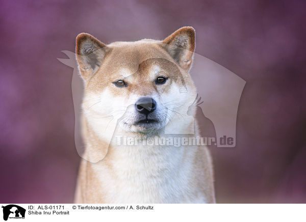 Shiba Inu Portrait / Shiba Inu Portrait / ALS-01171