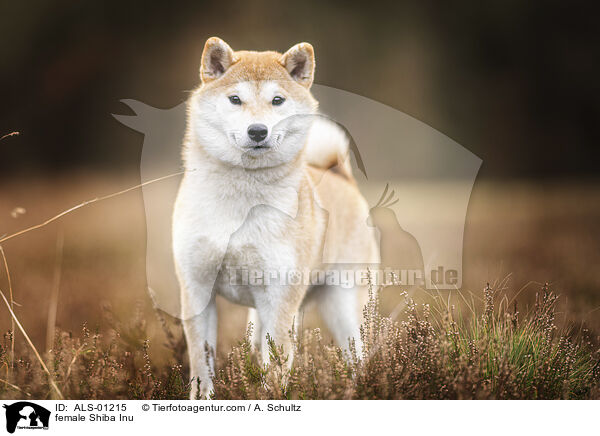 Shiba Inu Hndin / female Shiba Inu / ALS-01215