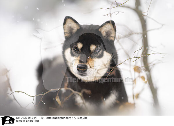 Shiba Inu Hndin / female Shiba Inu / ALS-01244