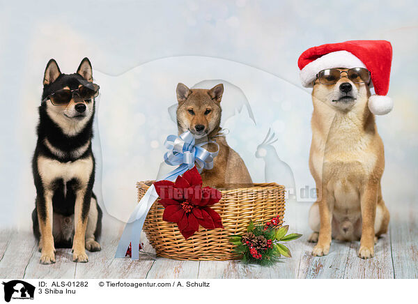 3 Shiba Inu / 3 Shiba Inu / ALS-01282