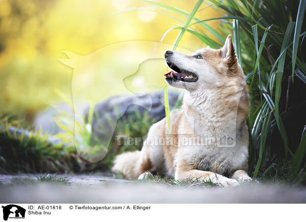 Shiba Inu / Shiba Inu / AE-01818