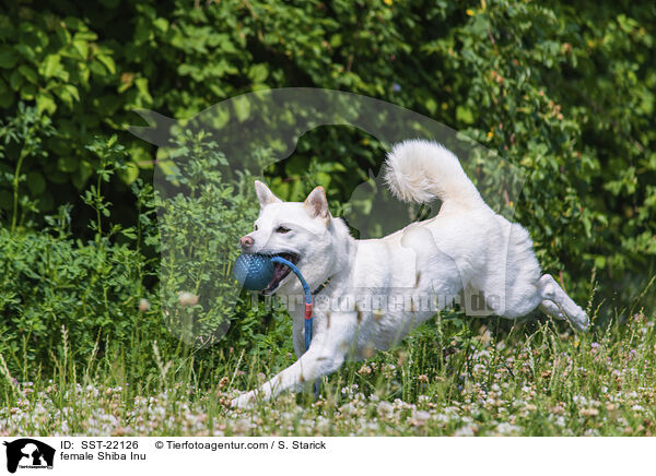 Shiba Inu Hndin / female Shiba Inu / SST-22126