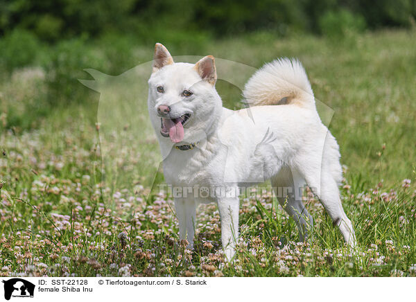 Shiba Inu Hndin / female Shiba Inu / SST-22128