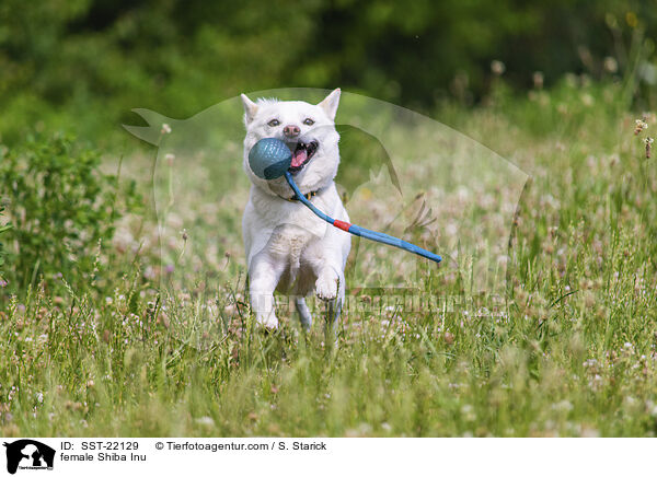 Shiba Inu Hndin / female Shiba Inu / SST-22129