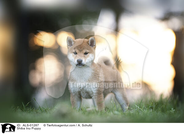 Shiba Inu Welpe / Shiba Inu Puppy / ALS-01287