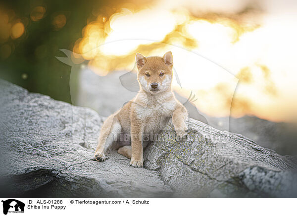 Shiba Inu Welpe / Shiba Inu Puppy / ALS-01288