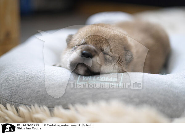Shiba Inu Welpe / Shiba Inu Puppy / ALS-01299