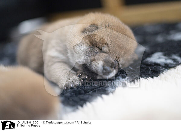 Shiba Inu Welpe / Shiba Inu Puppy / ALS-01300