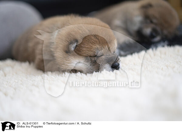 Shiba Inu Welpen / Shiba Inu Puppies / ALS-01301