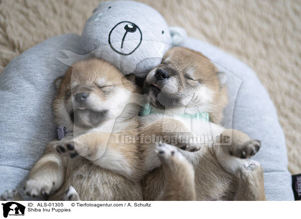 Shiba Inu Welpen / Shiba Inu Puppies / ALS-01305