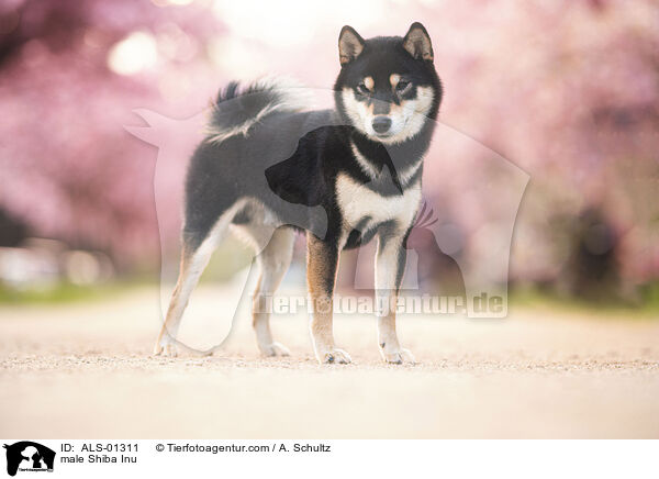 Shiba Inu Rde / male Shiba Inu / ALS-01311
