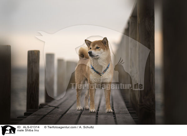 Shiba Inu Rde / male Shiba Inu / ALS-01314
