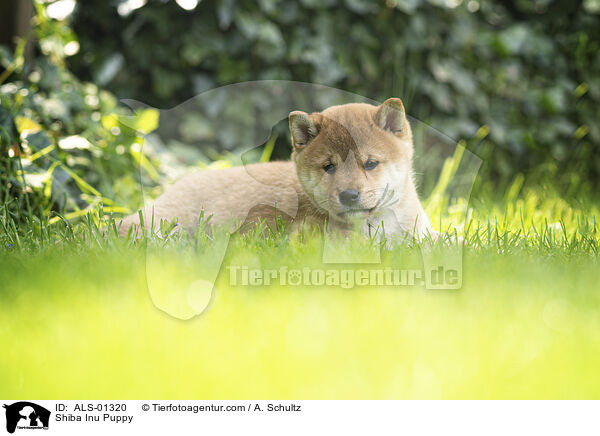 Shiba Inu Welpe / Shiba Inu Puppy / ALS-01320