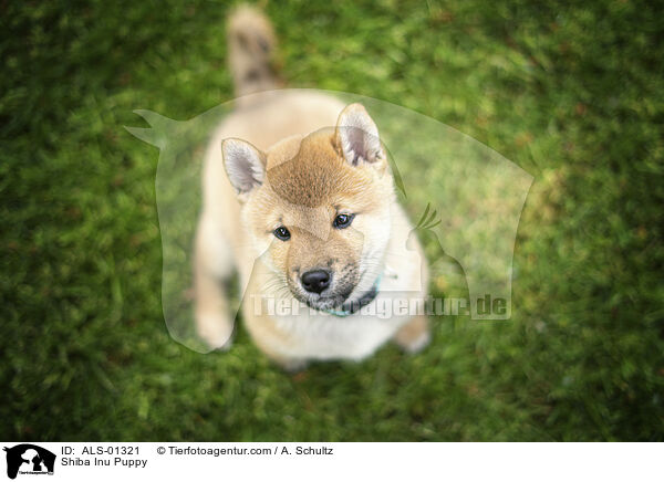 Shiba Inu Welpe / Shiba Inu Puppy / ALS-01321