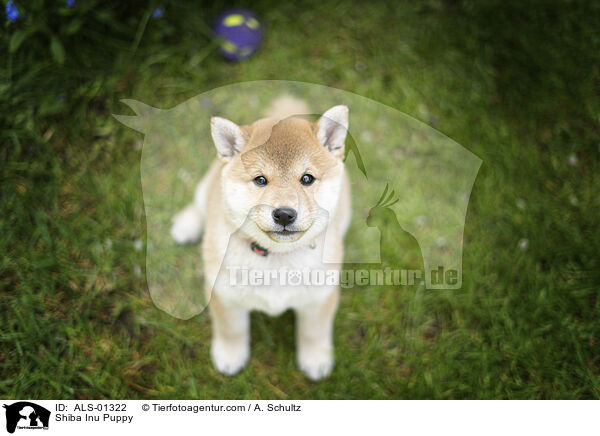 Shiba Inu Welpe / Shiba Inu Puppy / ALS-01322