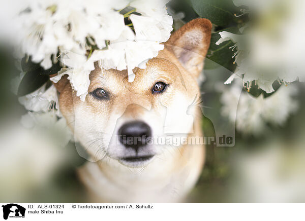 Shiba Inu Rde / male Shiba Inu / ALS-01324