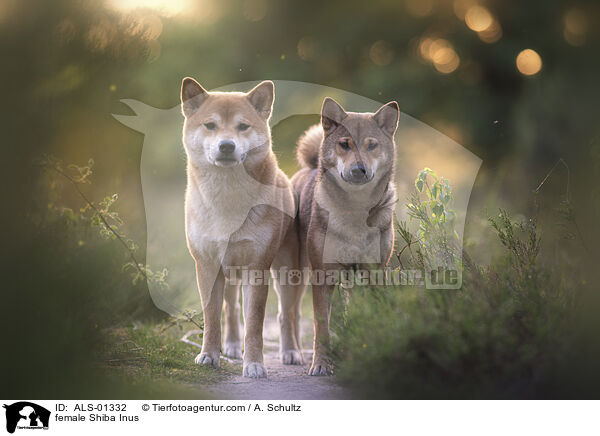 Shiba Inu Hndinnen / female Shiba Inus / ALS-01332