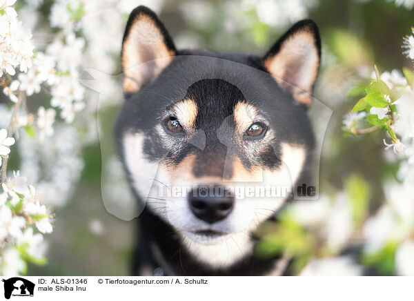 Shiba Inu Rde / male Shiba Inu / ALS-01346